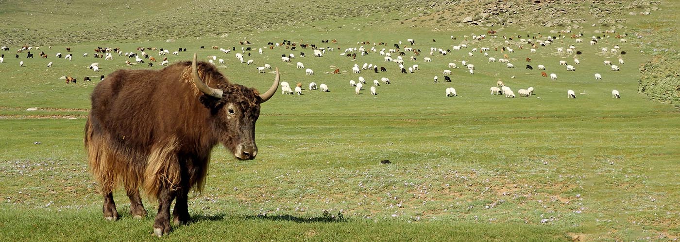 Yak in der Mongolei