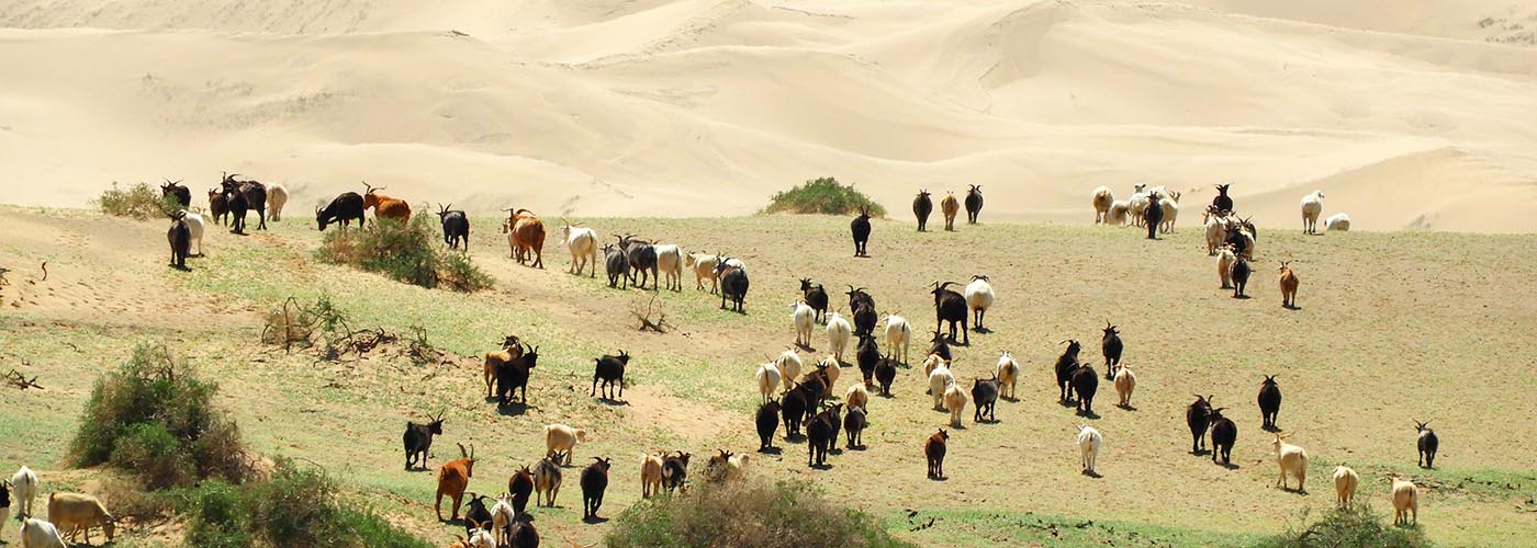 Kaschmir-Ziegen in der Mongolei